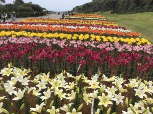 伊江島ゆり祭り1